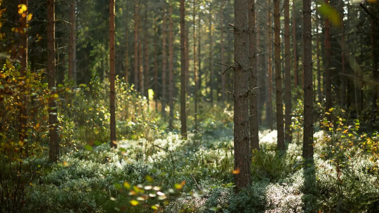 forest-services-nature