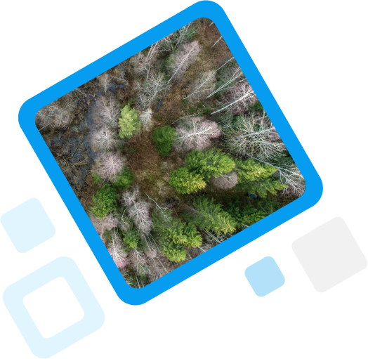 metsabord blue image frame trees