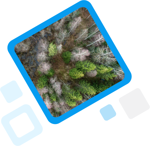 metsabord blue image frame trees